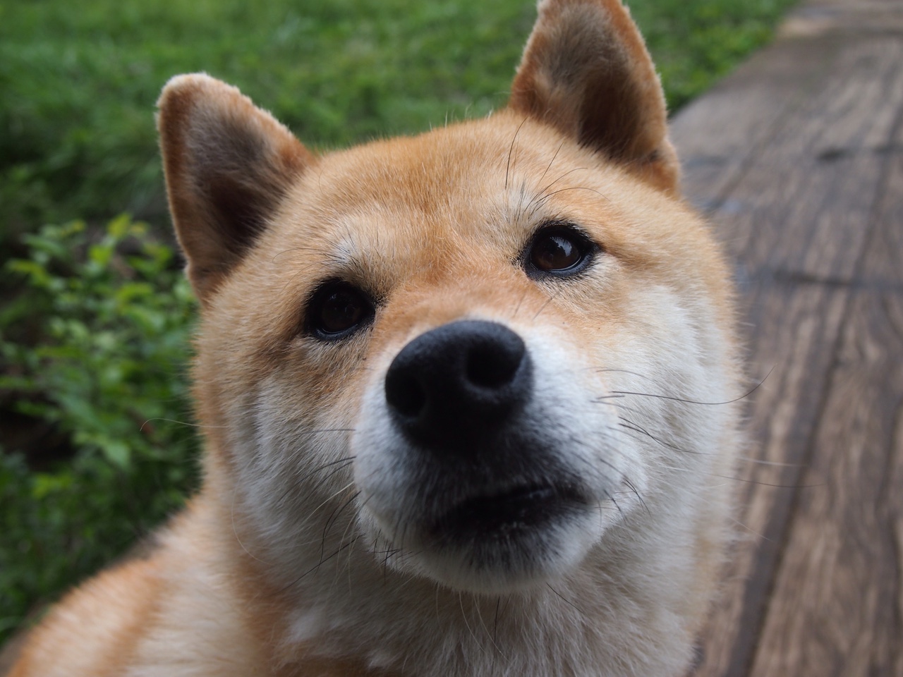 美洲杯明星助阵：激情燃烧，精彩纷呈！，美洲杯角色