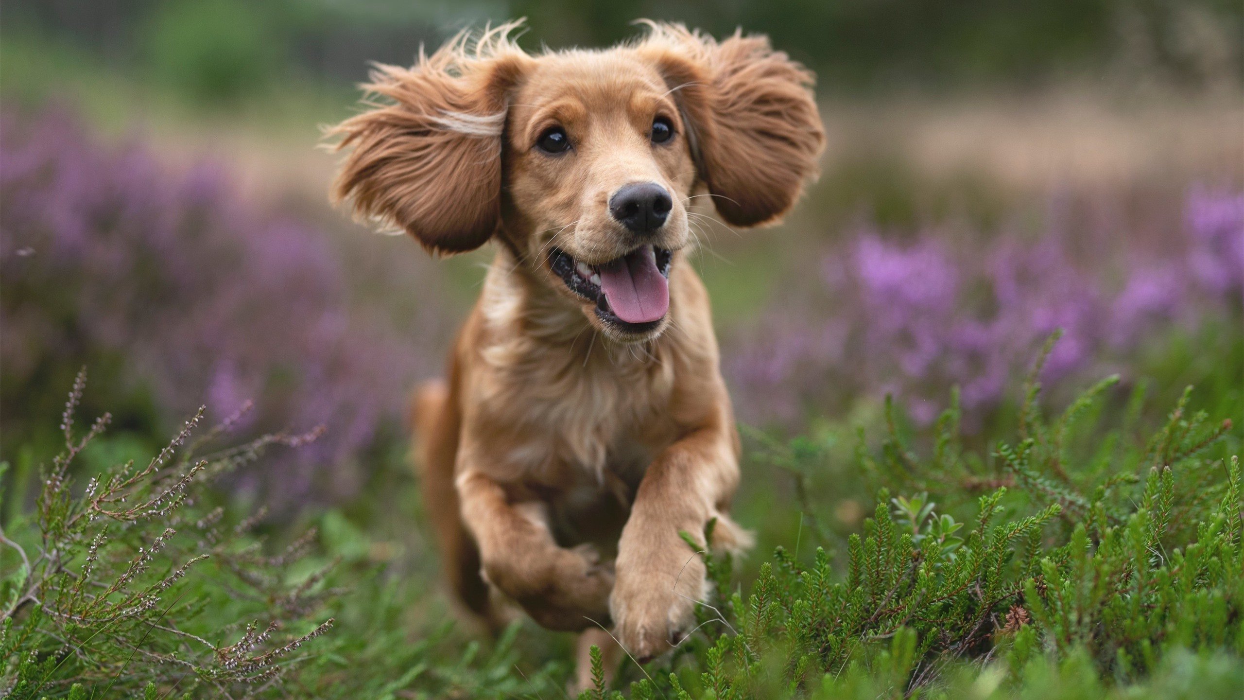 谷爱凌新动作尝试引滑雪圈讨论，滑雪冠军谷爱凌是中国人吗
